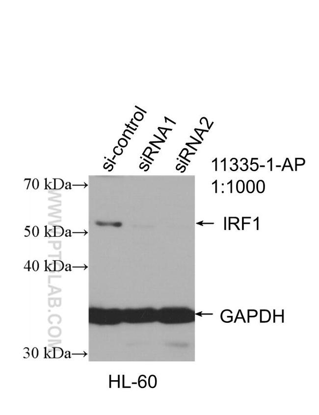 IRF1 Antibody in Western Blot (WB)