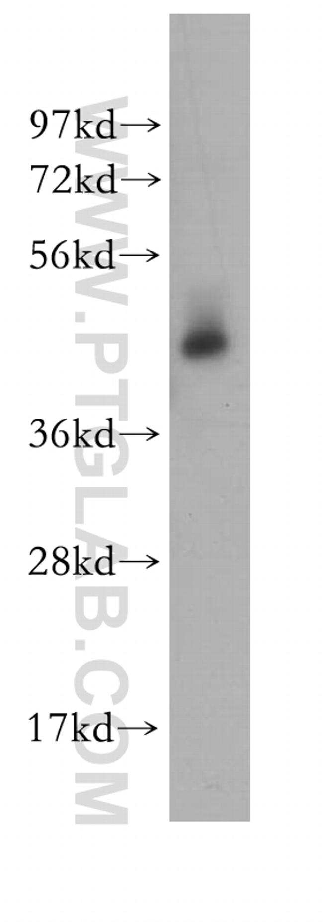 STAMBP Antibody in Western Blot (WB)