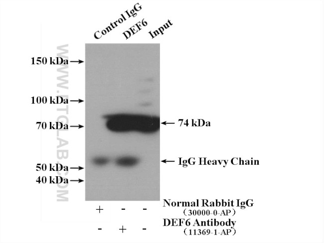 DEF6 Antibody in Immunoprecipitation (IP)