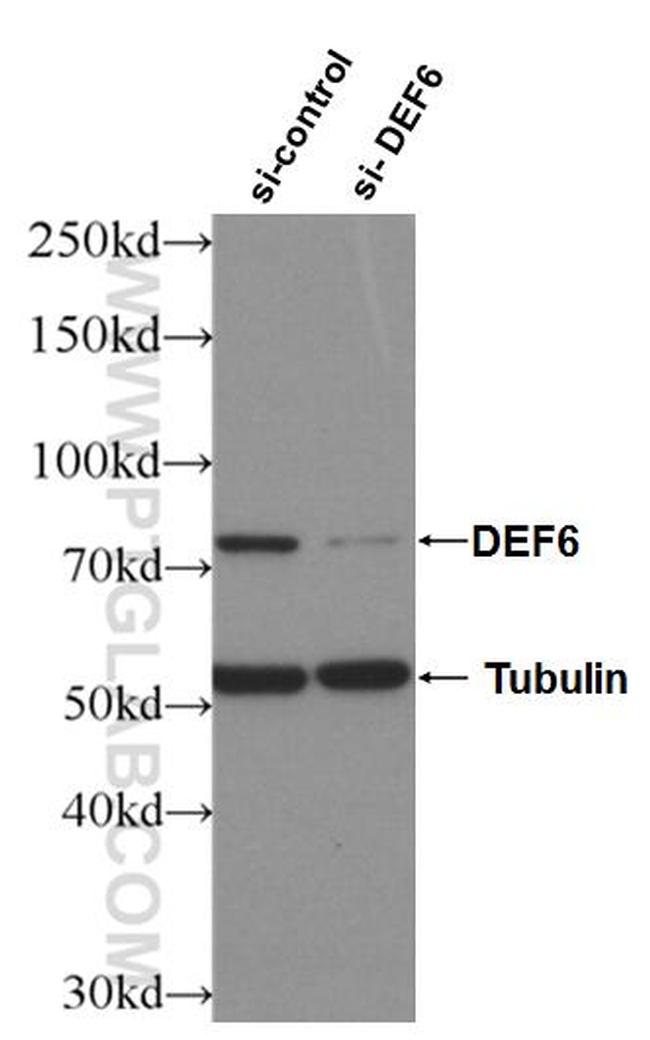 DEF6 Antibody in Western Blot (WB)