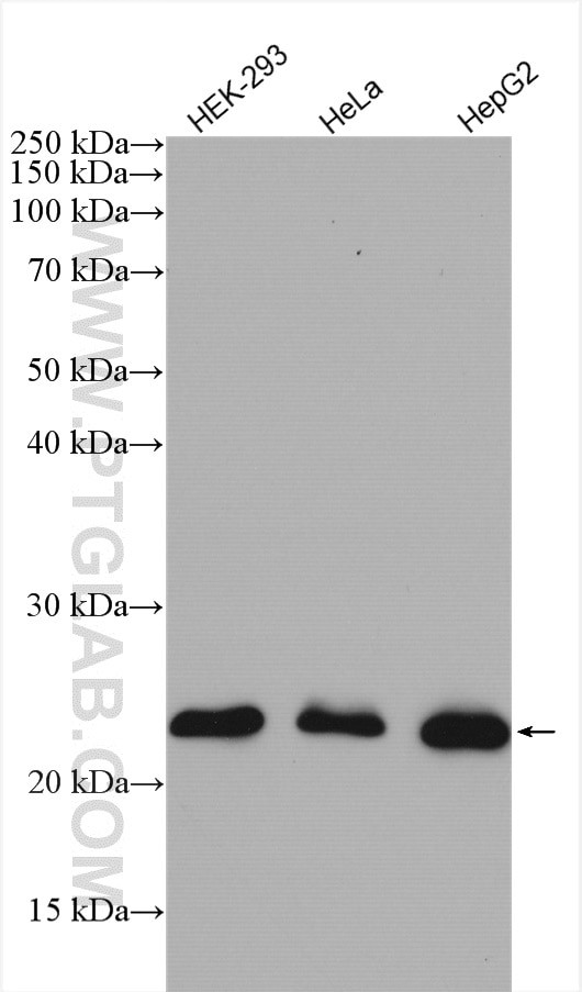 RAB9A Antibody in Western Blot (WB)