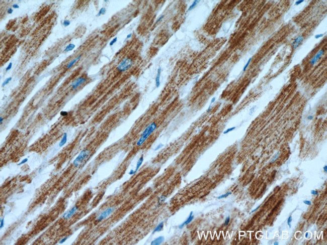 COX15 Antibody in Immunohistochemistry (Paraffin) (IHC (P))