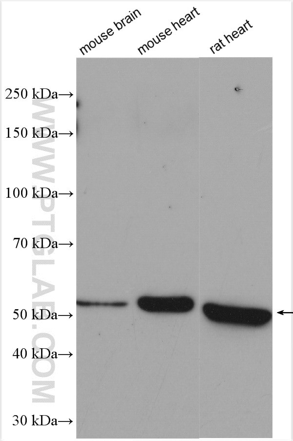 COX15 Antibody in Western Blot (WB)