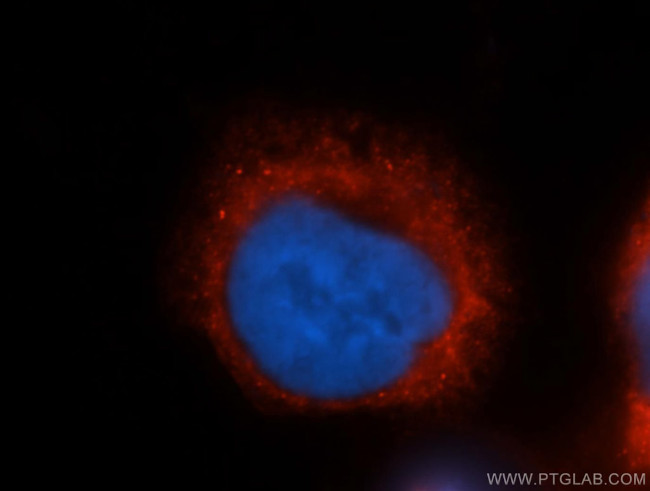 COX4I2 Antibody in Immunocytochemistry (ICC/IF)