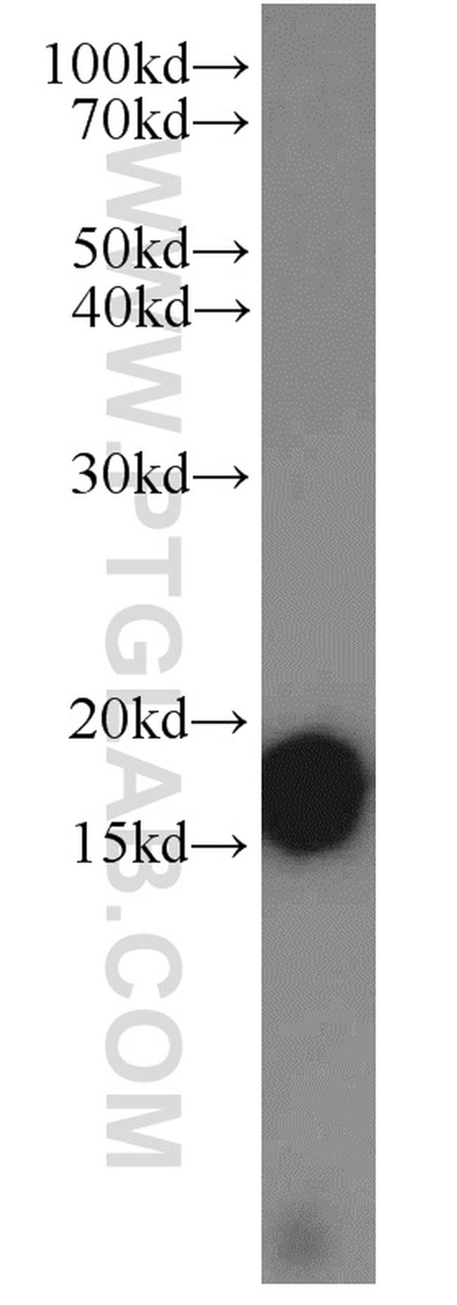 COX4I2 Antibody in Western Blot (WB)