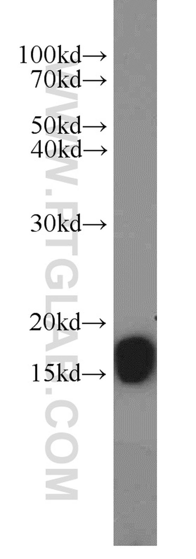 COX4I2 Antibody in Western Blot (WB)