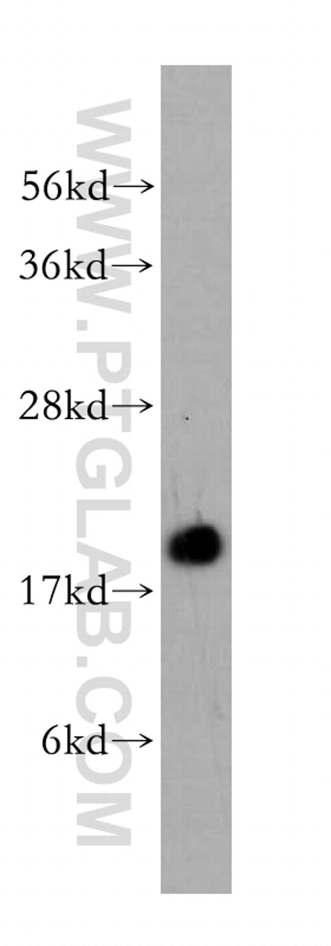 COX4I2 Antibody in Western Blot (WB)