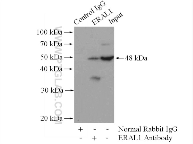 ERAL1 Antibody in Immunoprecipitation (IP)