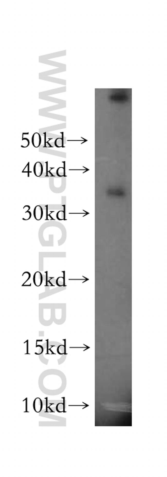 MPG Antibody in Western Blot (WB)