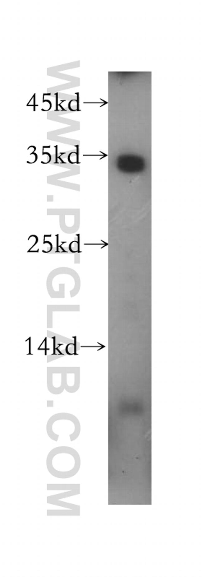 MPG Antibody in Western Blot (WB)