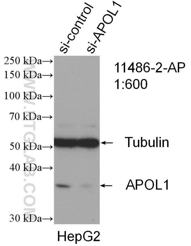 APOL1 Antibody in Western Blot (WB)