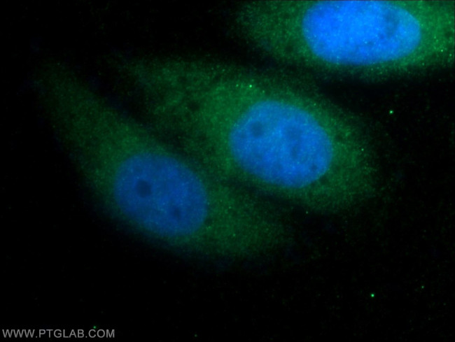 FGF18 Antibody in Immunocytochemistry (ICC/IF)