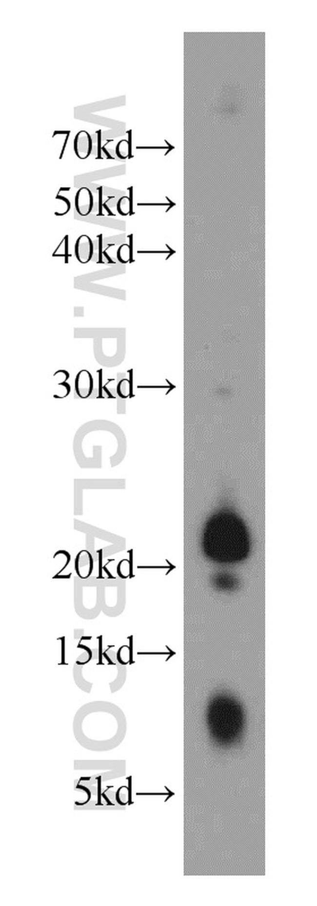 FGF18 Antibody in Western Blot (WB)