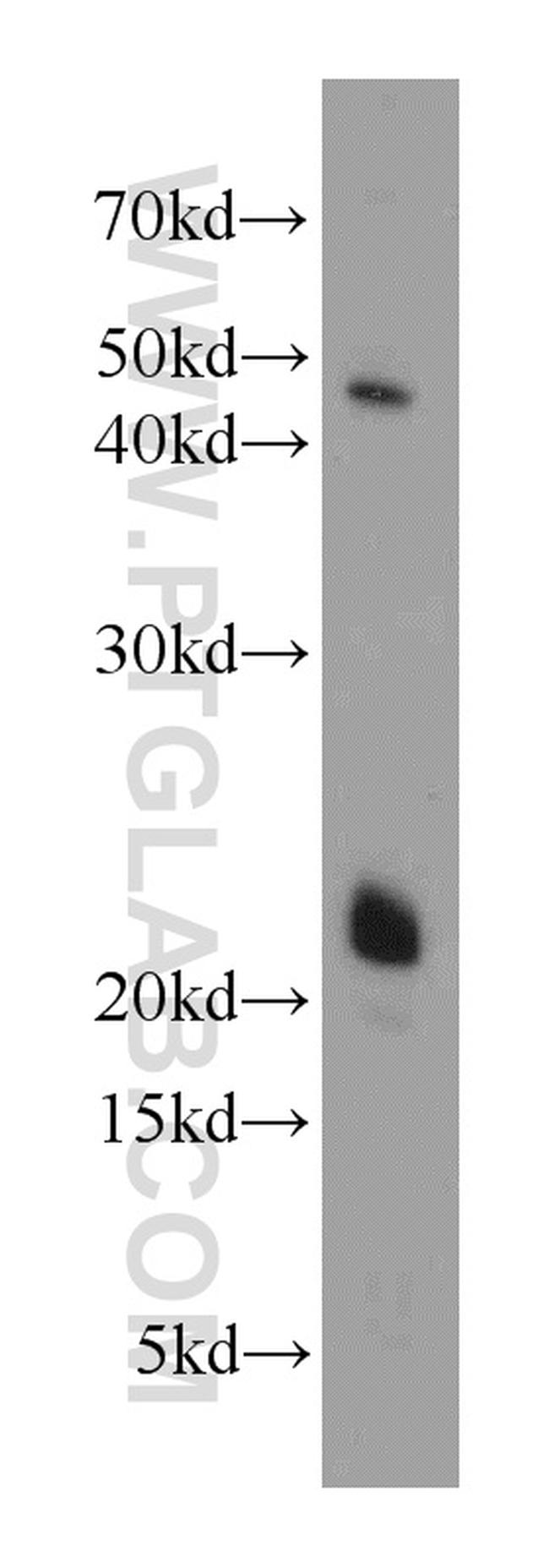 FGF18 Antibody in Western Blot (WB)