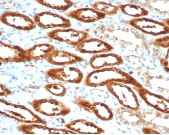 Creatine Phosphokinase-BB (CK-BB) Antibody in Immunohistochemistry (Paraffin) (IHC (P))