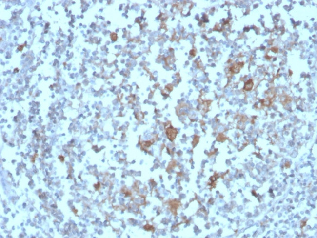 CD268/BAFFR/TNFRSF13C Antibody in Immunohistochemistry (Paraffin) (IHC (P))