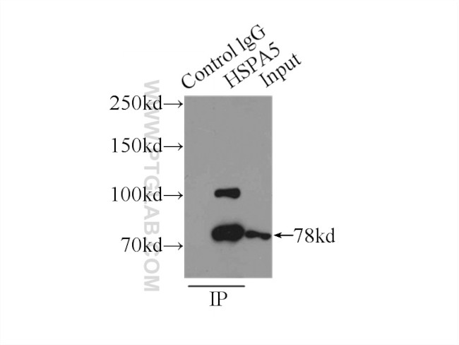 GRP78/BIP Antibody in Immunoprecipitation (IP)