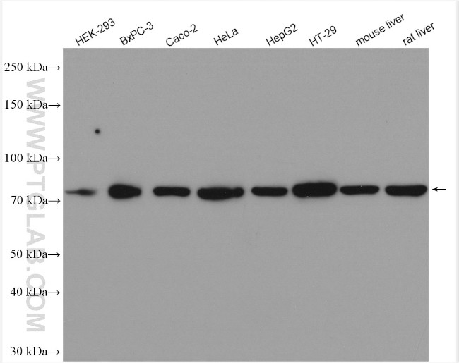 GRP78/BIP Antibody in Western Blot (WB)