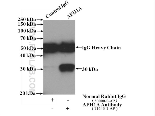 APH1A Antibody in Immunoprecipitation (IP)