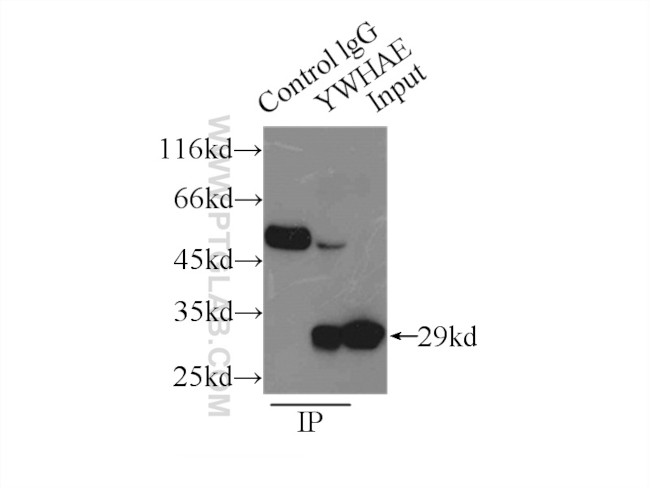 14-3-3 epsilon Antibody in Immunoprecipitation (IP)