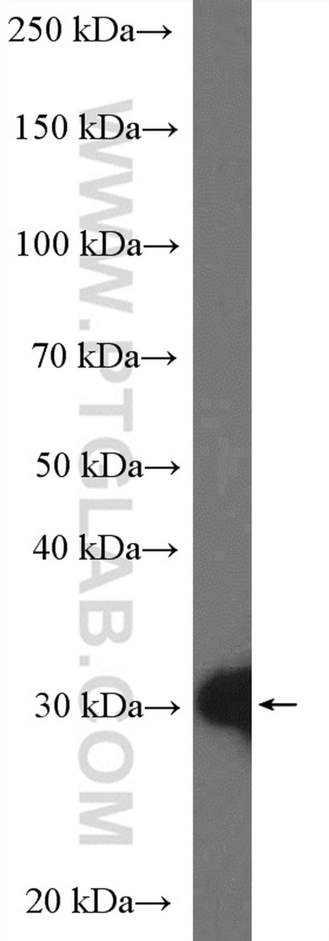 14-3-3 epsilon Antibody in Western Blot (WB)