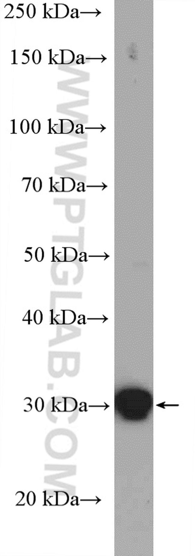 14-3-3 epsilon Antibody in Western Blot (WB)