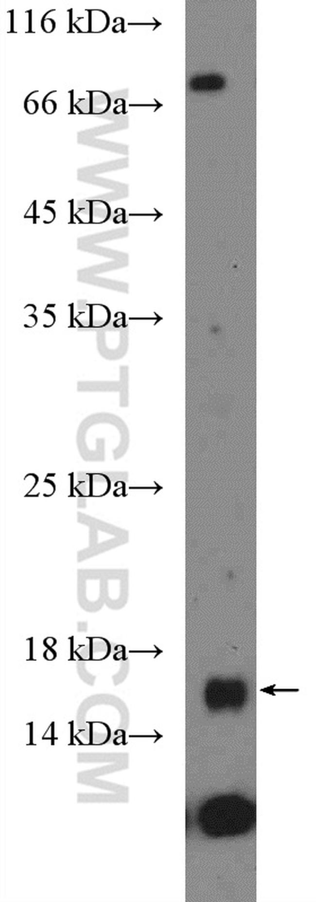 FKBP2 Antibody in Western Blot (WB)