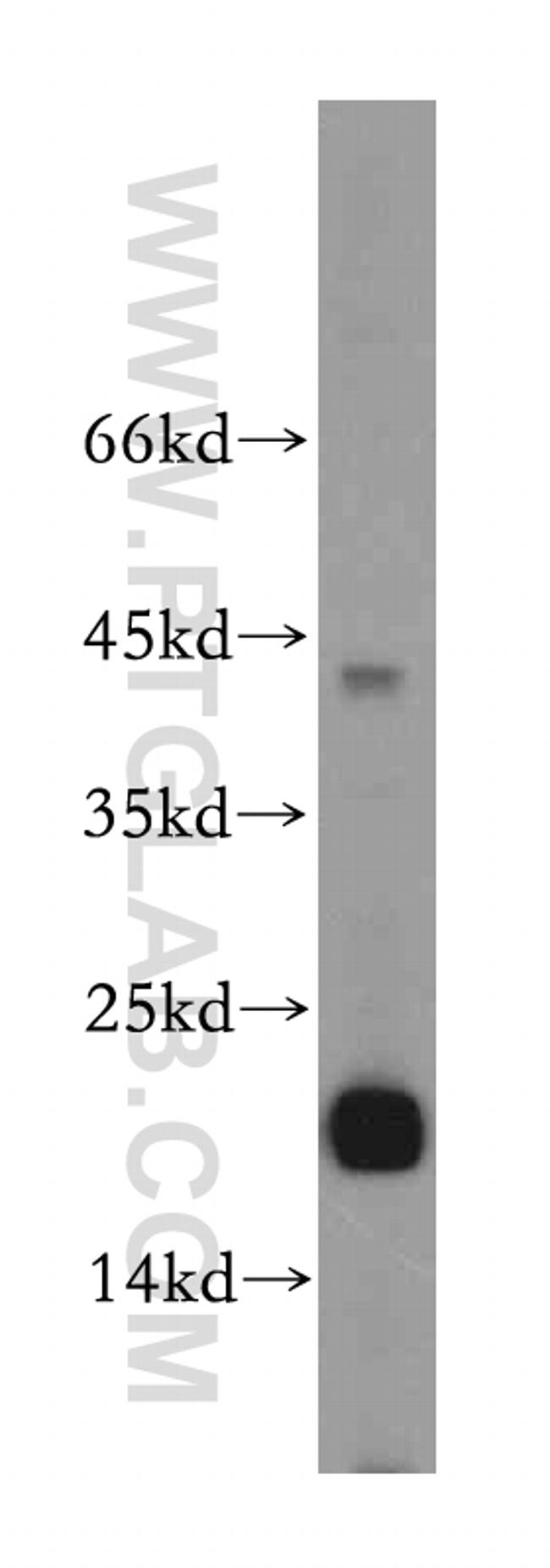 MRPL23 Antibody in Western Blot (WB)