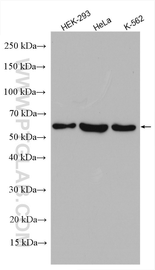 PPP5C Antibody in Western Blot (WB)