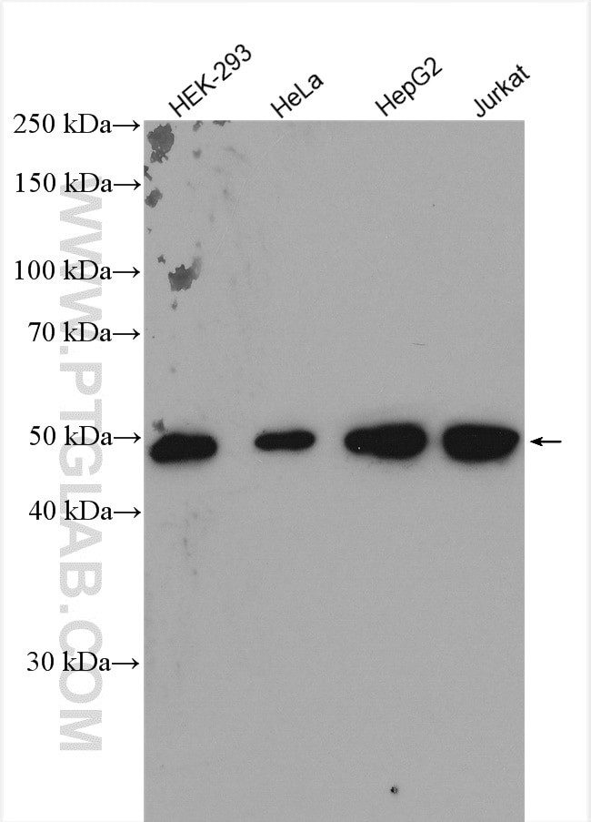 DDX39A Antibody in Western Blot (WB)