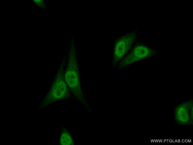 NFIL3 Antibody in Immunocytochemistry (ICC/IF)