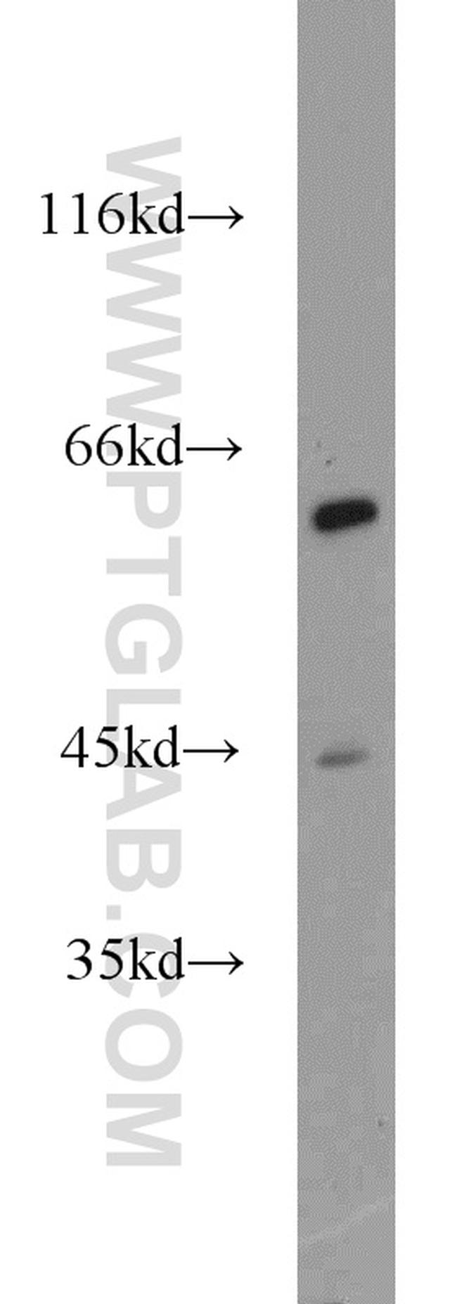 NFIL3 Antibody in Western Blot (WB)