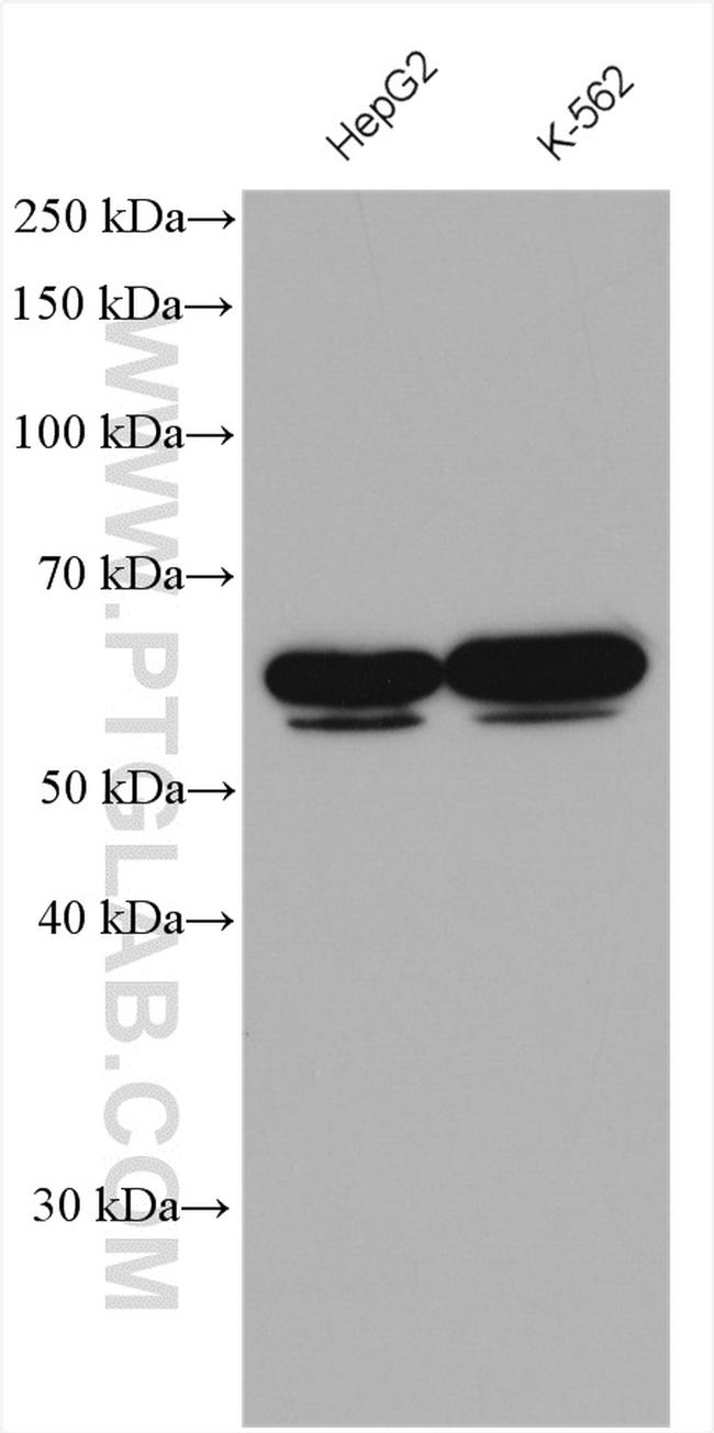 NFIL3 Antibody in Western Blot (WB)