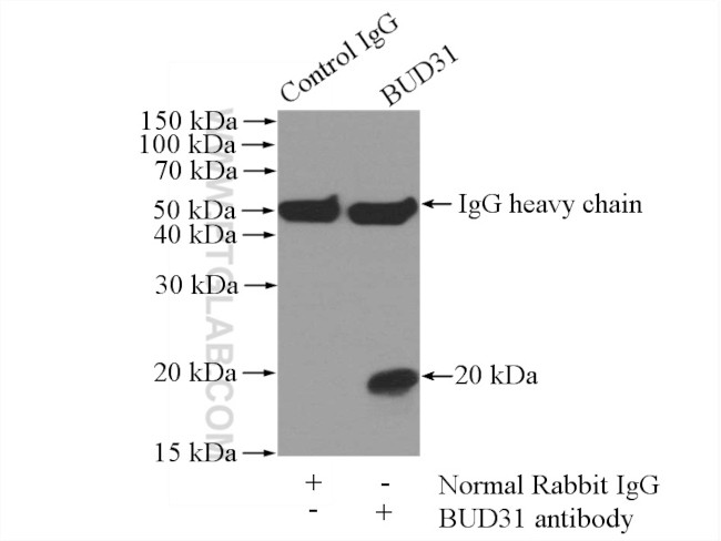 BUD31 Antibody in Immunoprecipitation (IP)