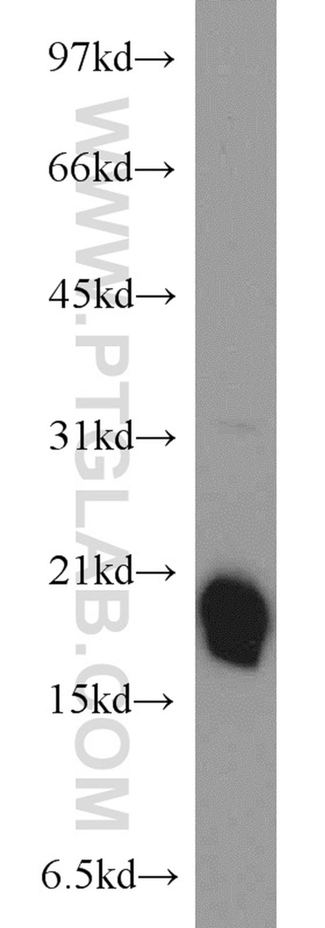 BUD31 Antibody in Western Blot (WB)