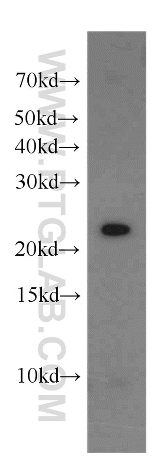 CDC42EP2 Antibody in Western Blot (WB)