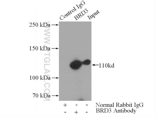 BRD3 Antibody in Immunoprecipitation (IP)