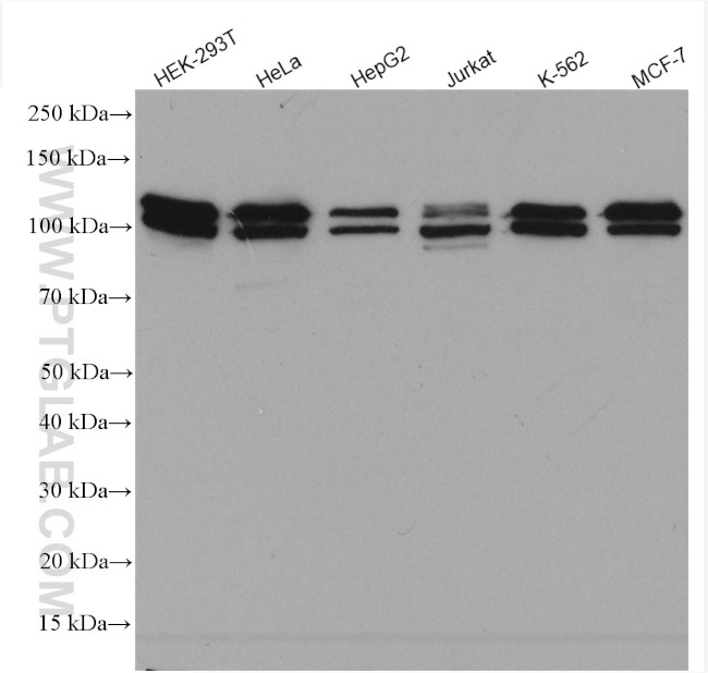 BRD3 Antibody in Western Blot (WB)