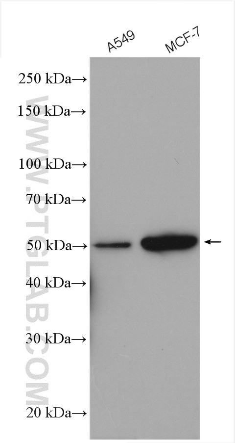 RAMP3 Antibody in Western Blot (WB)