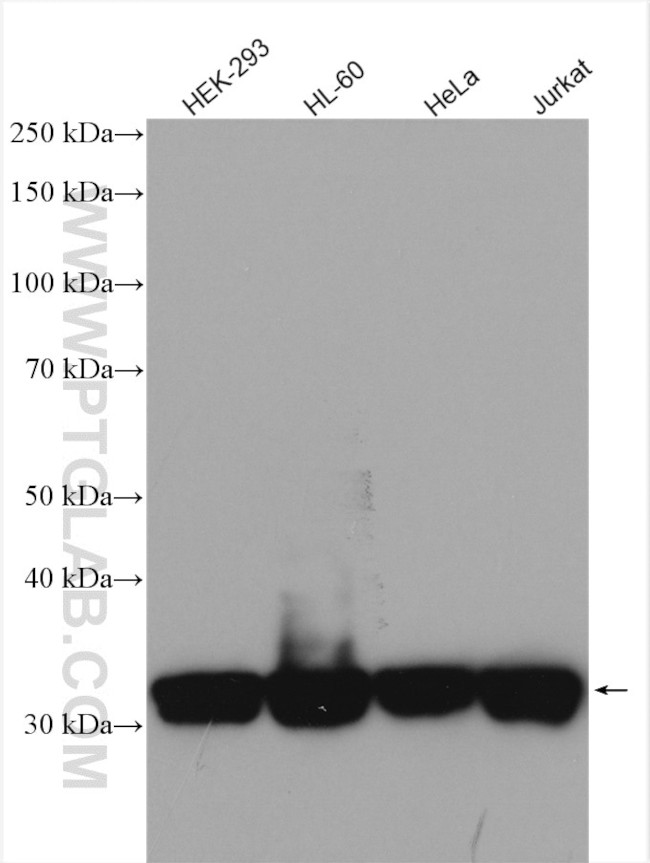 HuR Antibody in Western Blot (WB)