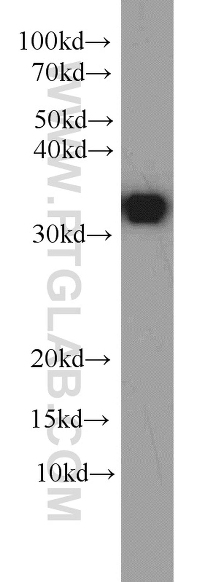 HuR Antibody in Western Blot (WB)