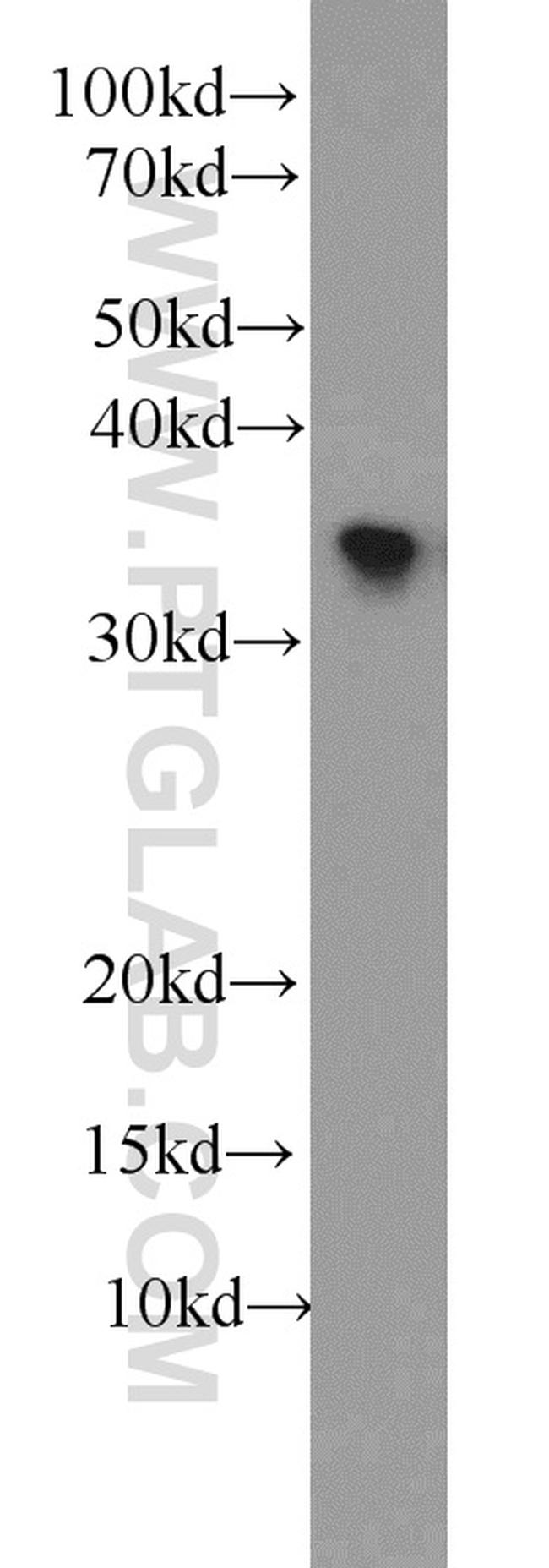 HuR Antibody in Western Blot (WB)