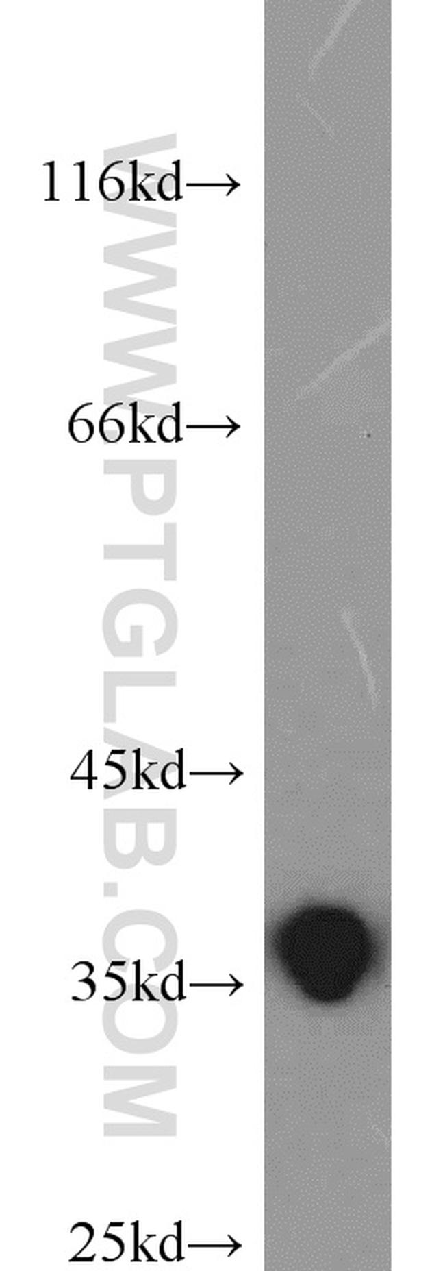 HuR Antibody in Western Blot (WB)