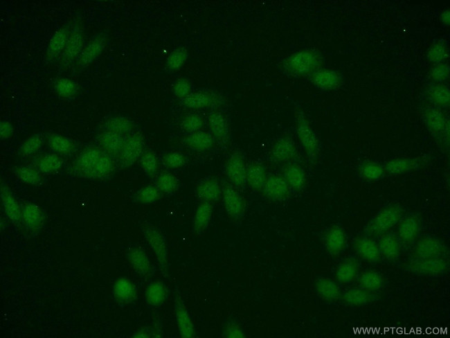 EMG1 Antibody in Immunocytochemistry (ICC/IF)