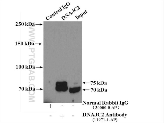 DNAJC2/MPP11 Antibody in Immunoprecipitation (IP)