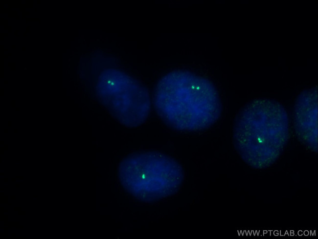 MLK3 Antibody in Immunocytochemistry (ICC/IF)