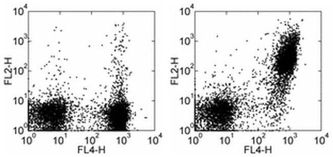 CD21/CD35 Antibody in Flow Cytometry (Flow)