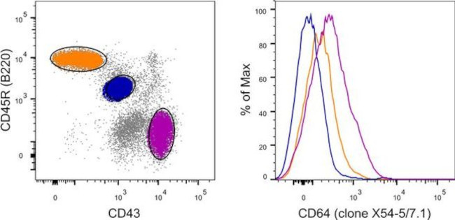 CD64 Antibody