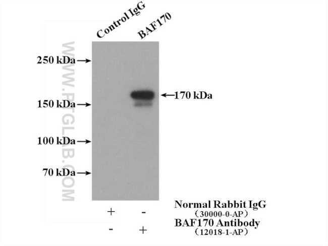 BAF170 Antibody in Immunoprecipitation (IP)