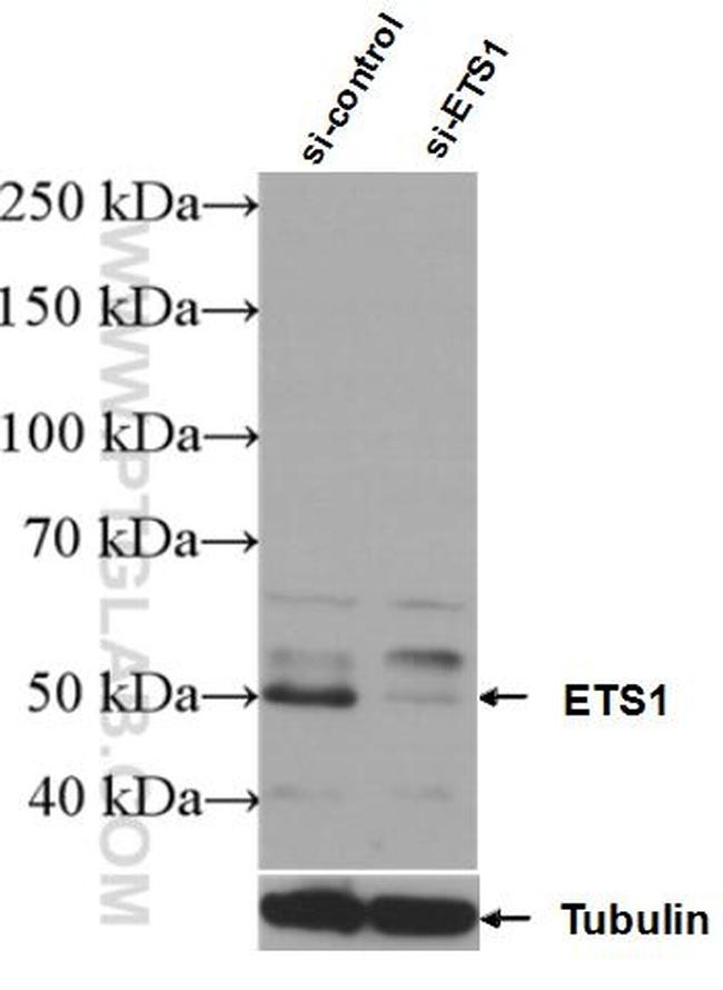 ETS1 Antibody in Western Blot (WB)